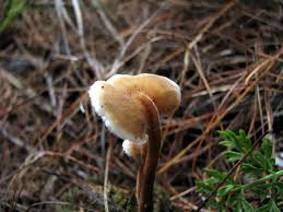 Attēlu rezultāti vaicājumam “Auriscalpium vulgare”