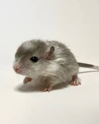Image result for Gerbil