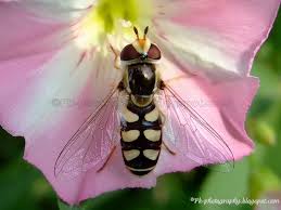 Attēlu rezultāti vaicājumam “Eupeodes corollae”