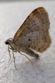 Attēlu rezultāti vaicājumam “Xanthorhoe spadicearia”