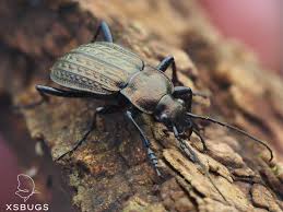 Attēlu rezultāti vaicājumam “Carabus granulatus”