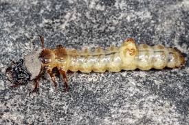 Attēlu rezultāti vaicājumam “Tischeria complanella larva”