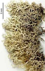 Attēlu rezultāti vaicājumam “Cladonia mitis”