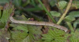 Attēlu rezultāti vaicājumam “Rhodostrophia vibicaria”