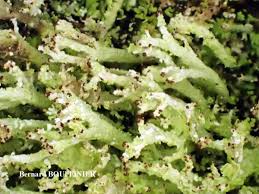 Attēlu rezultāti vaicājumam “Cladonia ramulosa”