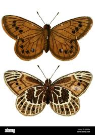 Attēlu rezultāti vaicājumam “Oeneis jutta underside”