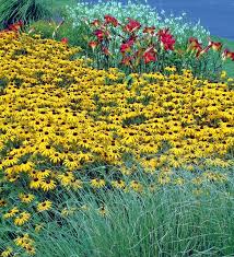 Image result for Rudbeckia fulgida