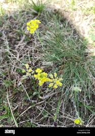 Attēlu rezultāti vaicājumam “Alyssum gmelinii”
