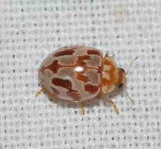 Attēlu rezultāti vaicājumam “Myrrha octodecimguttata”