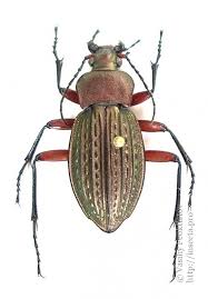 Attēlu rezultāti vaicājumam “Carabus cancellatus”