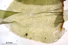 Attēlu rezultāti vaicājumam “Rhytidiadelphus subpinnatus”