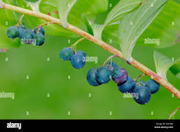 Attēlu rezultāti vaicājumam “Polygonatum multiflorum  fruit”
