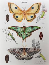 Attēlu rezultāti vaicājumam “Saturniidae”