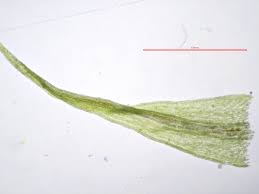 Attēlu rezultāti vaicājumam “Dicranella staphylina”