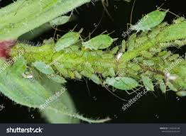 Attēlu rezultāti vaicājumam “Acyrthosiphon”