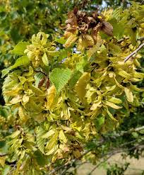 Attēlu rezultāti vaicājumam “Carpinus betulus female flower”
