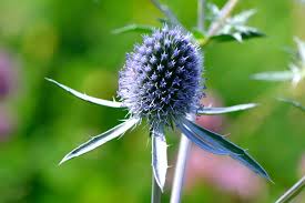Attēlu rezultāti vaicājumam “Eryngium planum fruit”