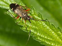Attēlu rezultāti vaicājumam “Closterotomus biclavatus nymph”