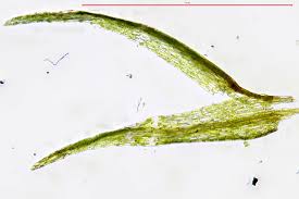 Attēlu rezultāti vaicājumam “Dicranella varia”
