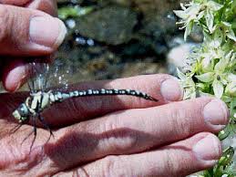 Attēlu rezultāti vaicājumam “Aeshna juncea male”