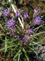 Attēlu rezultāti vaicājumam “Saussurea esthonica”