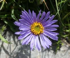 Image result for Aster alpinus