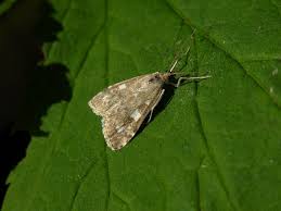 Attēlu rezultāti vaicājumam “Udea olivalis”