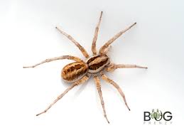 Attēlu rezultāti vaicājumam “Lycosidae”