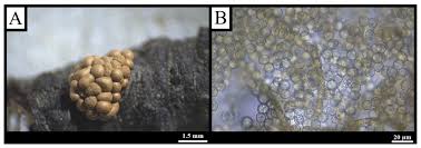 Attēlu rezultāti vaicājumam “Didymium serpula spores”