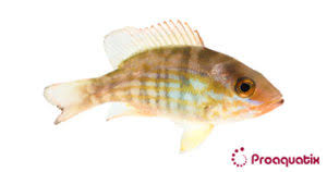 Image result for Lutjanus synagris