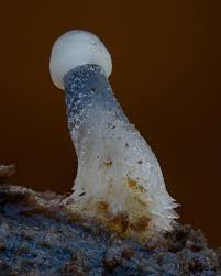 Attēlu rezultāti vaicājumam “Physarum notabile”