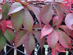 Attēlu rezultāti vaicājumam “Parthenocissus quinquefolia”