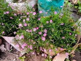 Attēlu rezultāti vaicājumam “Gypsophila muralis”