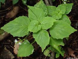 Attēlu rezultāti vaicājumam “Circaea alpina flower”