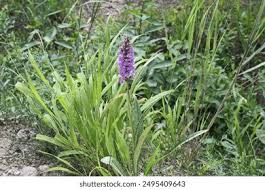 Attēlu rezultāti vaicājumam “Dactylorhiza majalis subsp. baltica leaf”