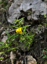 Attēlu rezultāti vaicājumam “Melampyrum sylvaticum”