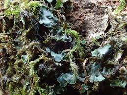 Attēlu rezultāti vaicājumam “Harpanthus scutatus”