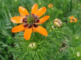 Image result for Adonis aestivalis