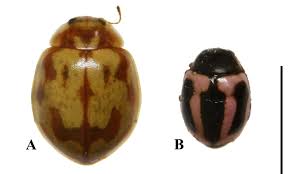 Attēlu rezultāti vaicājumam “Myrrha octodecimguttata”