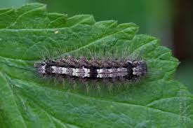 Attēlu rezultāti vaicājumam “Eilema depressa”