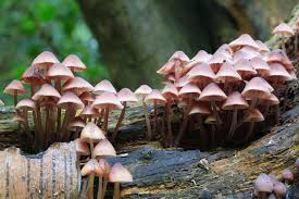 Attēlu rezultāti vaicājumam “Mycena haematopus”