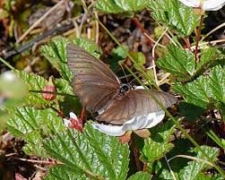 Attēlu rezultāti vaicājumam “Oeneis jutta”