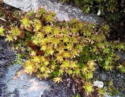 Attēlu rezultāti vaicājumam “Encalypta streptocarpa”