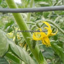 Afbeeldingsresultaat voor caspian pink tomato