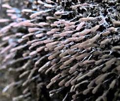 Attēlu rezultāti vaicājumam “Stemonitopsis hyperopta var. landewaldii”