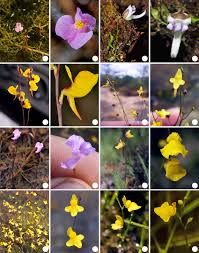 Attēlu rezultāti vaicājumam “Lentibulariaceae”