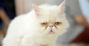 Afbeeldingsresultaat voor katten