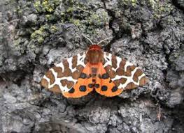 Attēlu rezultāti vaicājumam “Arctia caja”