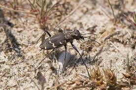 Attēlu rezultāti vaicājumam “Cicindela sylvatica”