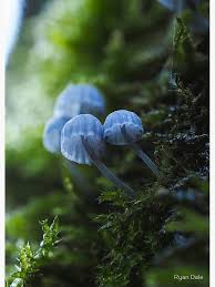 Attēlu rezultāti vaicājumam “Mycena pseudocorticola”